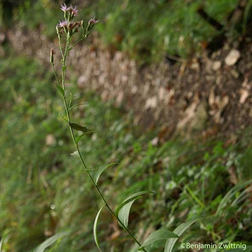 Serratule des teinturiers - Serratula tinctoria subsp. tinctoria