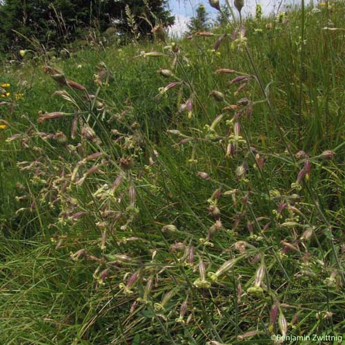 Silène à fleurs vertes - Silene viridiflora
