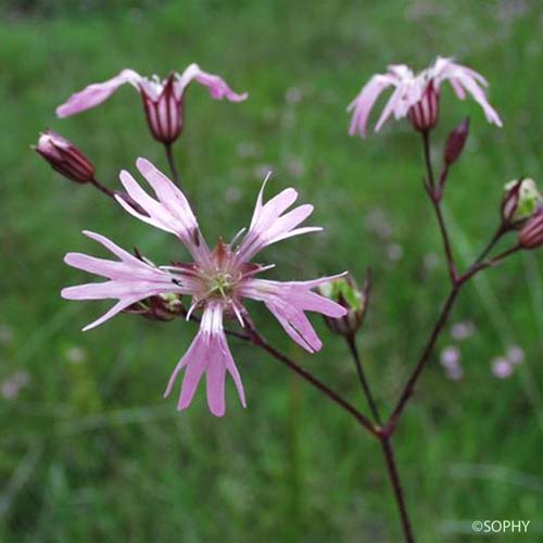 Silène fleur de coucou - Lychnis flos-cuculi subsp. flos-cuculi