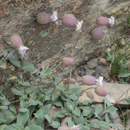 Silène couché - Silene vulgaris subsp. prostrata