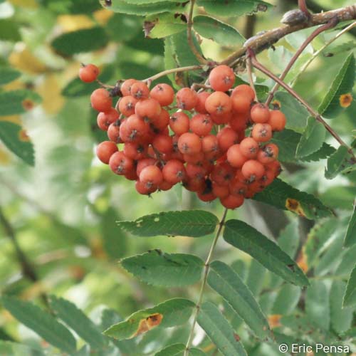 Sorbier des oiseaux - Sorbus aucuparia subsp. aucuparia