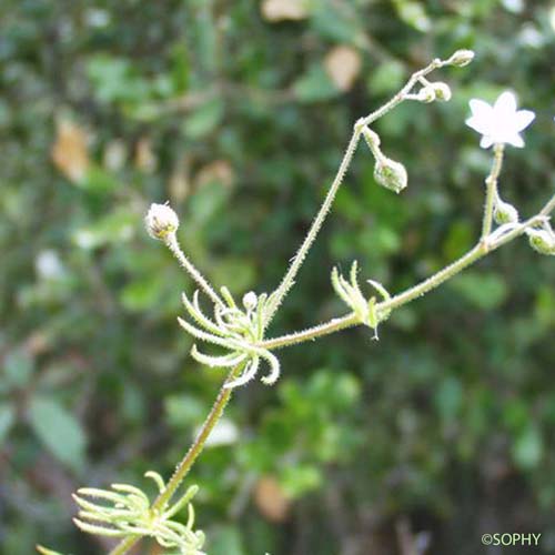 Spargoute des champs - Spergula arvensis