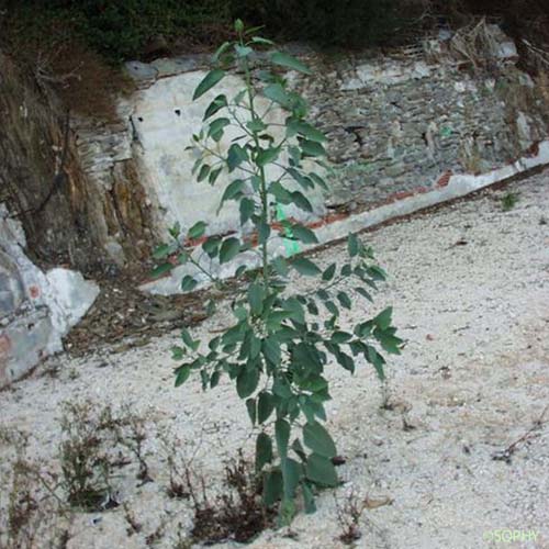 Tabac arborescent - Nicotiana glauca