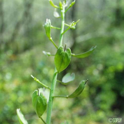 Tabouret des montagnes - Noccaea montana subsp. montana