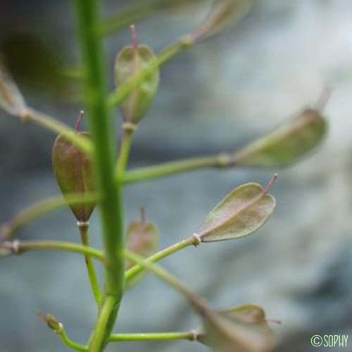 Tabouret du mont Cervin - Noccaea alpestris subsp. sylvium