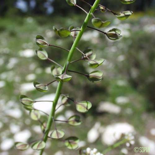 Tabouret perfolié - Microthlaspi perfoliatum