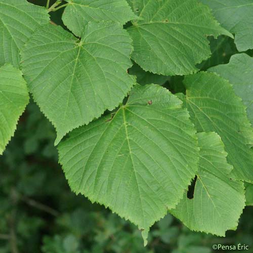 Tilleul à grandes feuilles - Tilia platyphyllos