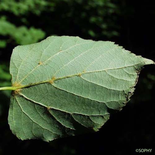 Tilleul à feuilles en coeur - Tilia cordata