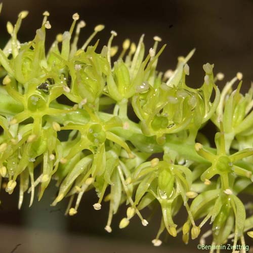 Tofieldie à calicule - Tofieldia calyculata