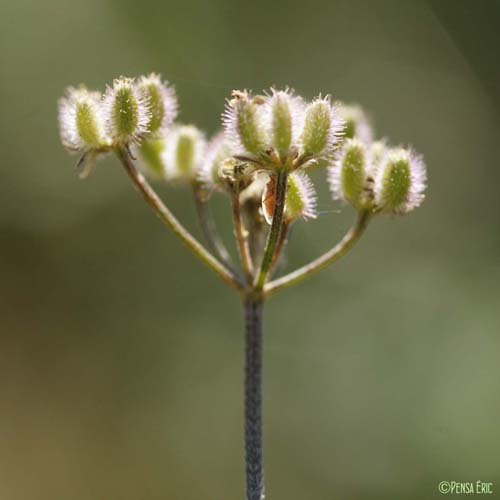 Torilis des champs - Torilis arvensis subsp. arvensis