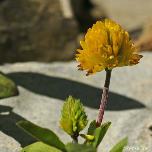 Trèfle bai - Trifolium badium