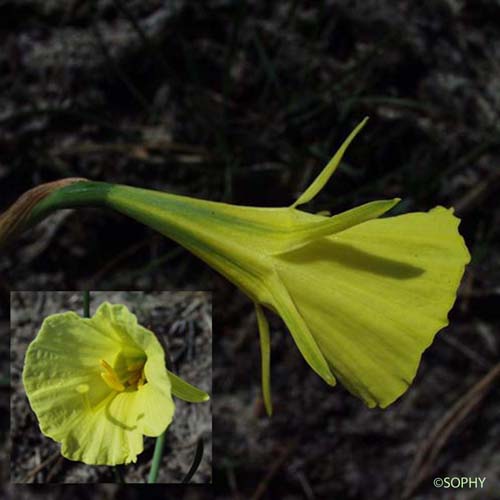 Trompette de méduse - Narcissus bulbocodium subsp. bulbocodium