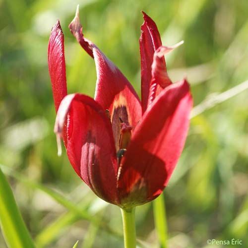 Tulipe d'Agen - Tulipa agenensis