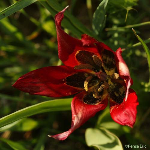 Tulipe d'Agen - Tulipa agenensis