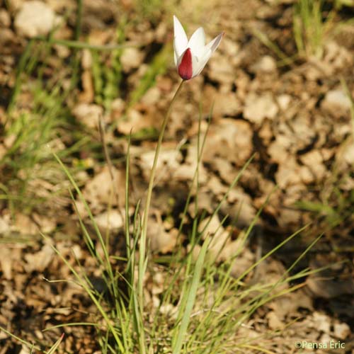 Tulipe de l'Ecluse - Tulipa clusiana