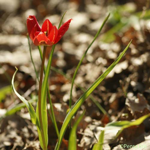 Tulipe précoce - Tulipa raddii