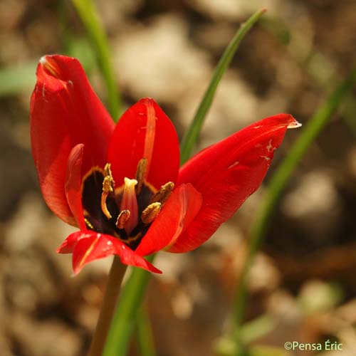 Tulipe précoce - Tulipa raddii