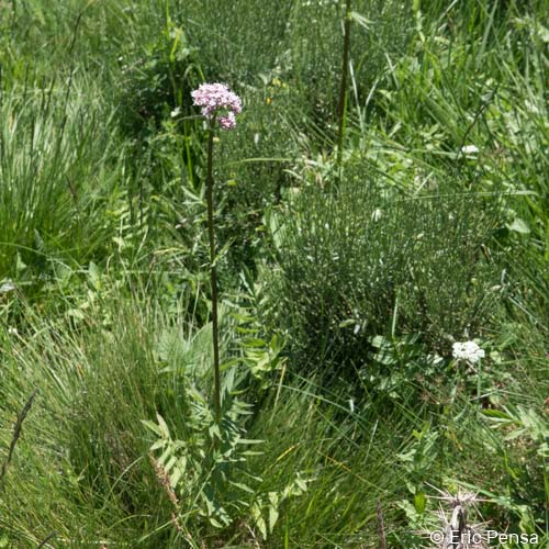 Valériane des collines - Valeriana officinalis subsp. officinalis