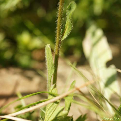 Vergerette âcre - Erigeron acris subsp. acris