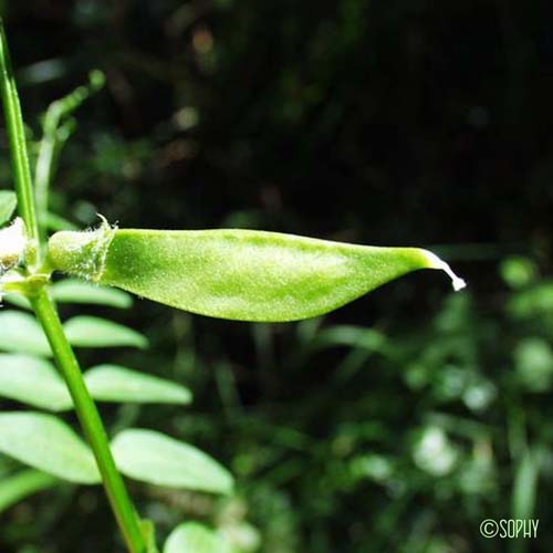 Vesce des haies - Vicia sepium