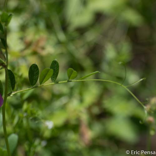 Vesce des moissons - Vicia segetalis