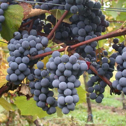 Vigne cultivée - Vitis vinifera subsp. vinifera
