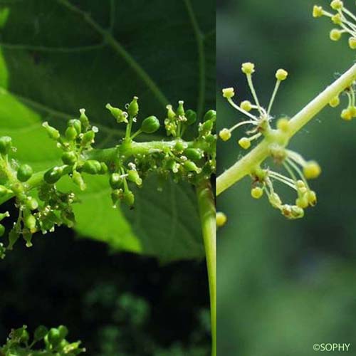 Vigne sauvage - Vitis vinifera subsp. sylvestris