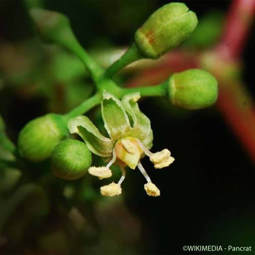 Vigne-vierge - Parthenocissus quinquefolia
