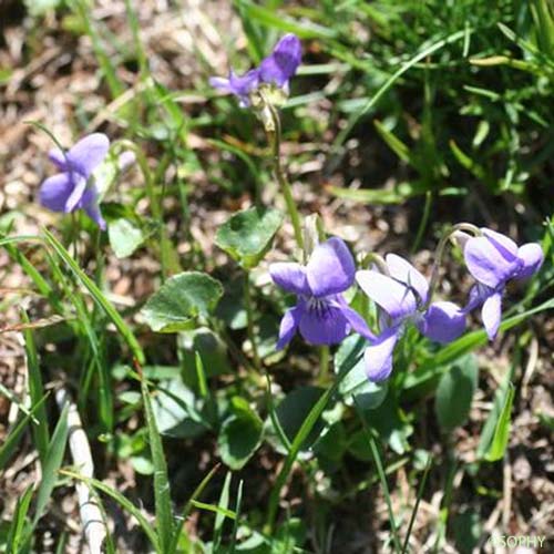 Violette des marais - Viola palustris