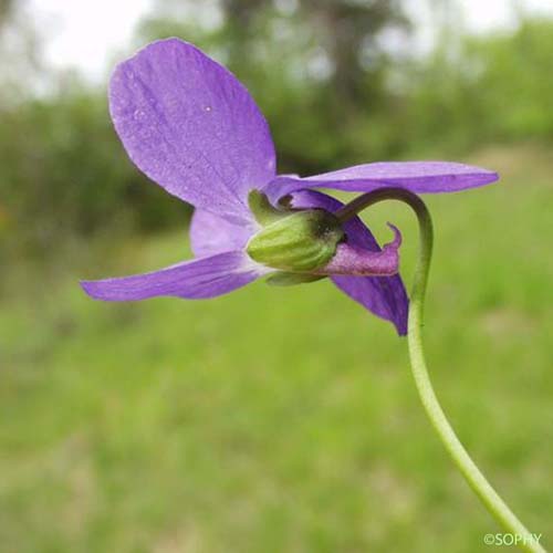 Violette hérissée - Viola hirta