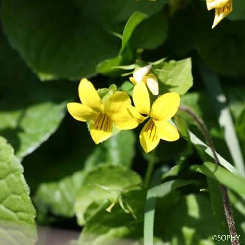 Pensée à deux fleurs - Viola biflora
