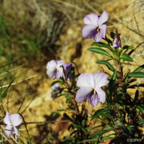 Violette ligneuse - Viola arborescens