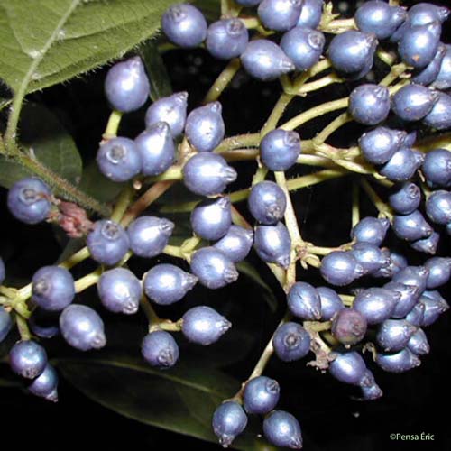 Viorne-tin - Viburnum tinus