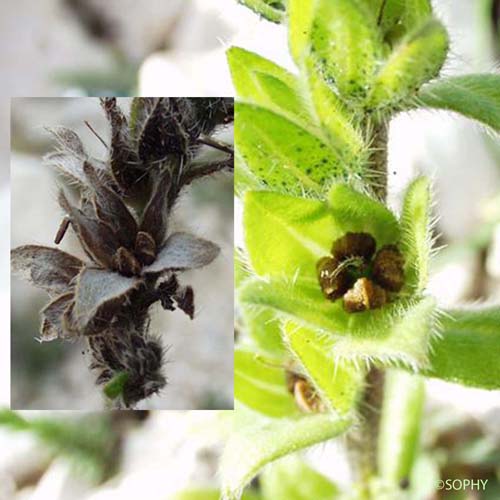 Vipérine à calice persistant - Echium calycinum