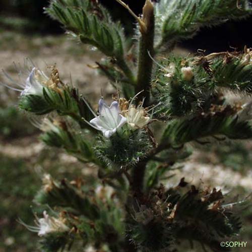 Vipérine d'Italie - Echium italicum subsp. italicum