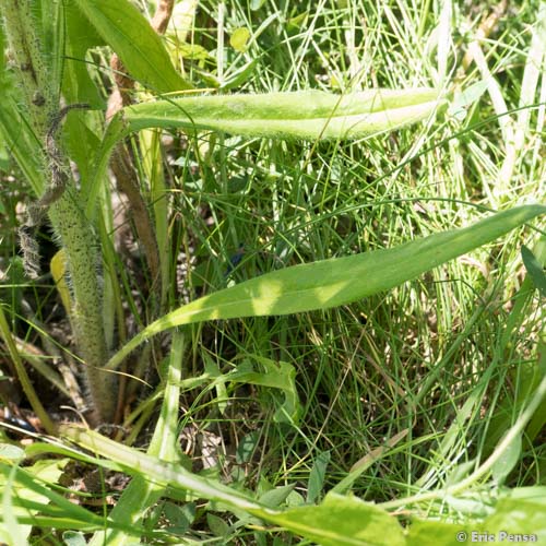 Vipérine commune - Echium vulgare var. vulgare