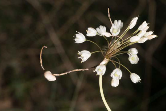 Ail des champs - Allium oleraceum 
