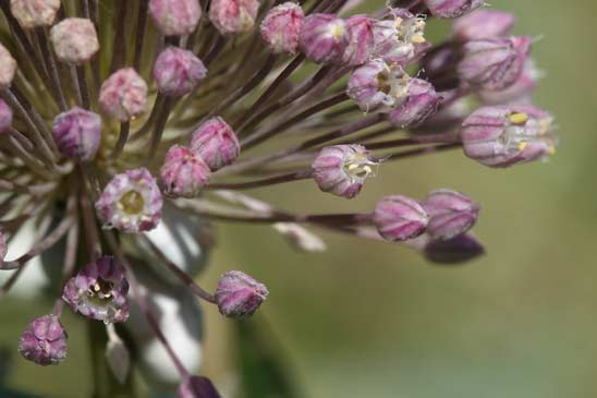 Ail Faux-Poireau - Allium ampeloprasum 