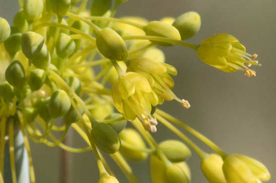 Ail jaune - Allium flavum 