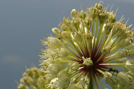 Ail victorial - Allium victorialis 