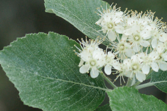 Alisier blanc - Sorbus aria 