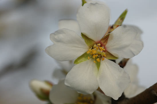 Amandier - Prunus dulcis 