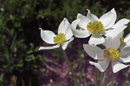 Anémone à feuilles de Narcisse - Anemone narcissiflora subsp. narcissiflora