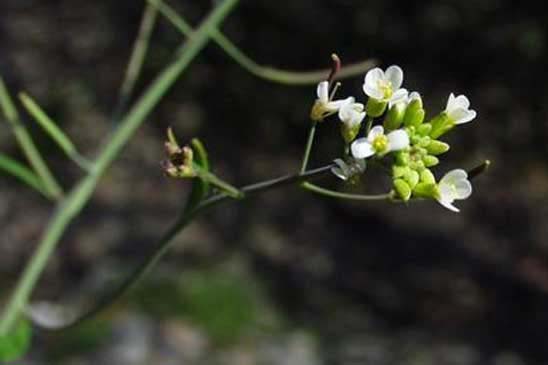 Arabette de Thalius - Arabidopsis thaliana 