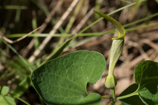 Aristoloche pâle - Aristolochia pallida subsp. pallida