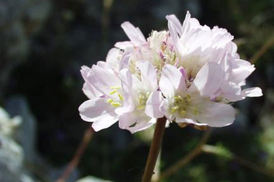 Arméria des sables - Armeria arenaria  subsp. arenaria