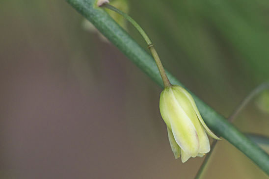 Asperge officinale - Asparagus officinalis subsp. officinalis