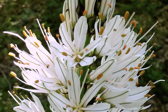 Asphodèle blanc - Asphodelus albus subsp. albus