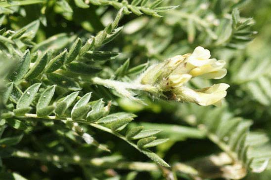 Astragale à hameçon - Astragalus hamosus 