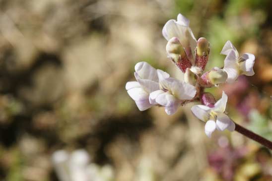 Astragale austral - Astragalus australis 
